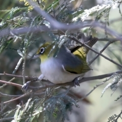 Zosterops lateralis at QPRC LGA - 13 Nov 2023 01:51 PM