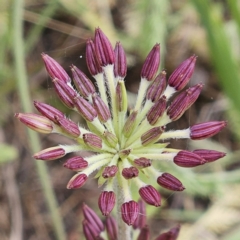 Oreomyrrhis eriopoda (Australian Carraway) at The Pinnacle - 14 Nov 2023 by sangio7