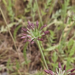 Oreomyrrhis eriopoda at The Pinnacle - 14 Nov 2023