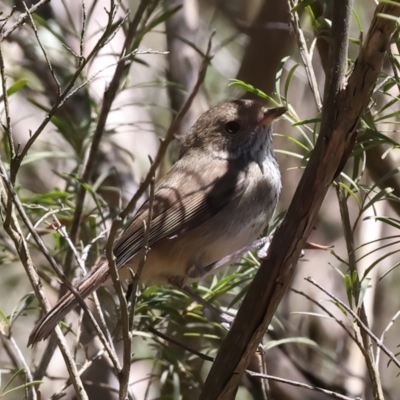 Acanthiza pusilla (Brown Thornbill) at Googong Foreshore - 13 Nov 2023 by jb2602