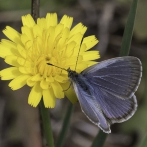 Zizina otis at Croke Place Grassland (CPG) - 14 Nov 2023