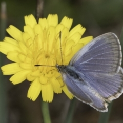 Zizina otis at Croke Place Grassland (CPG) - 14 Nov 2023