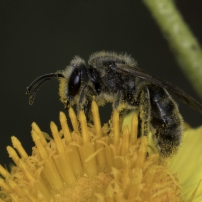 Lasioglossum (Chilalictus) lanarium (Halictid bee) at Croke Place Grassland (CPG) - 13 Nov 2023 by kasiaaus