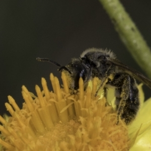 Lasioglossum (Chilalictus) lanarium at McKellar, ACT - 14 Nov 2023 10:52 AM