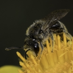 Lasioglossum (Chilalictus) lanarium at Croke Place Grassland (CPG) - 14 Nov 2023