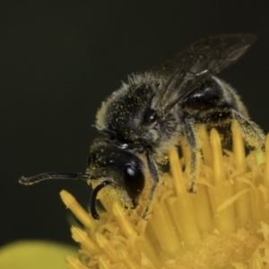 Lasioglossum (Chilalictus) lanarium at McKellar, ACT - 14 Nov 2023 10:52 AM