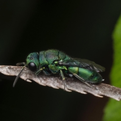 Chrysididae (family) (Cuckoo wasp or Emerald wasp) at Gungahlin, ACT - 14 Nov 2023 by amiessmacro