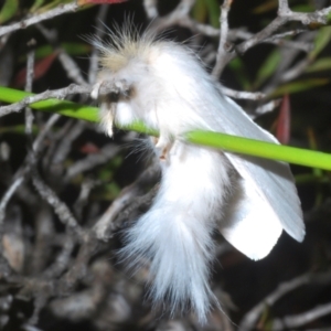 Trichiocercus sparshalli at Tinderry Mountains - 12 Nov 2023