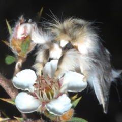 Trichiocercus sparshalli at Tinderry Mountains - 12 Nov 2023