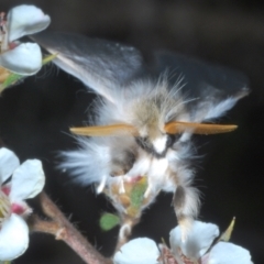 Trichiocercus sparshalli at Tinderry Mountains - 12 Nov 2023