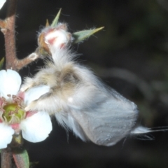 Trichiocercus sparshalli at Tinderry Mountains - 12 Nov 2023