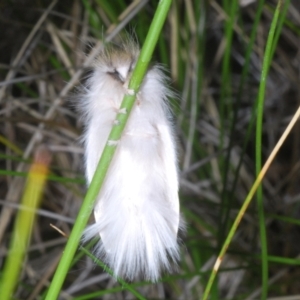 Trichiocercus sparshalli at Tinderry Mountains - 12 Nov 2023