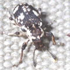 Pelororhinus perdix at Tuggeranong Hill - 10 Nov 2023