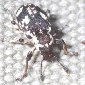 Pelororhinus perdix at Tuggeranong Hill - 10 Nov 2023