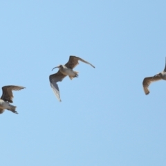 Numenius madagascariensis (Eastern Curlew) at Cleveland, QLD - 13 Nov 2023 by TimL