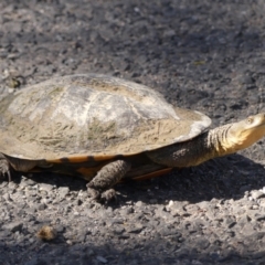 Chelodina longicollis (Eastern Long-necked Turtle) at Woodlands - 9 Nov 2023 by Curiosity