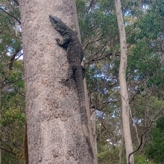 Varanus varius (Lace Monitor) at New Italy, NSW - 26 Aug 2023 by poszum