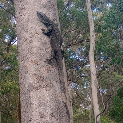 Varanus varius (Lace Monitor) at New Italy, NSW - 26 Aug 2023 by poszum