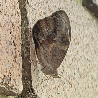 Heteronympha merope (Common Brown Butterfly) at Lyneham, ACT - 14 Nov 2023 by trevorpreston