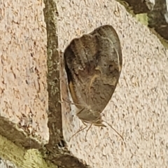 Heteronympha merope at Sullivans Creek, Lyneham South - 15 Nov 2023 10:16 AM