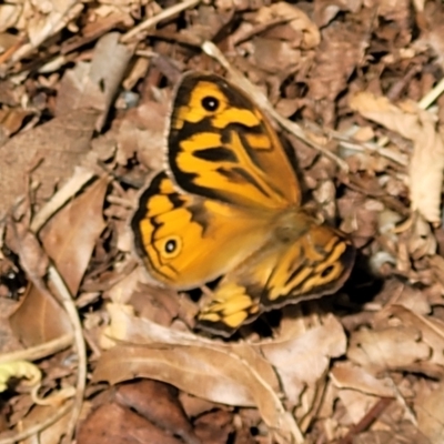 Heteronympha merope (Common Brown Butterfly) at Lyneham, ACT - 14 Nov 2023 by trevorpreston