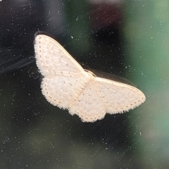 Idaea philocosma (Flecked Wave) at Sullivans Creek, Lyneham South - 15 Nov 2023 by trevorpreston