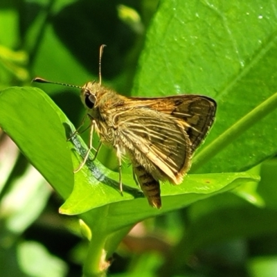 Ocybadistes walkeri (Green Grass-dart) at Sullivans Creek, Lyneham South - 14 Nov 2023 by trevorpreston