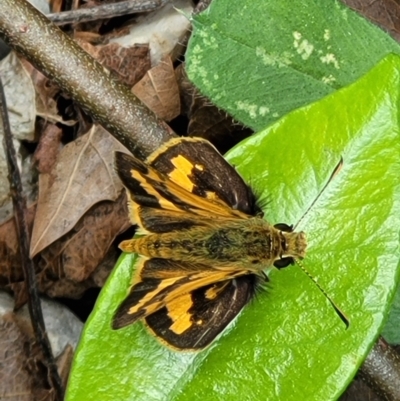 Ocybadistes walkeri (Green Grass-dart) at Sullivans Creek, Lyneham South - 15 Nov 2023 by trevorpreston