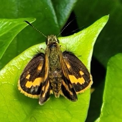 Ocybadistes walkeri (Green Grass-dart) at Sullivans Creek, Lyneham South - 14 Nov 2023 by trevorpreston