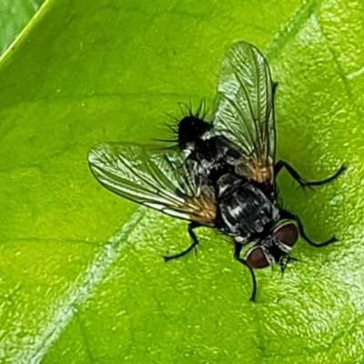 Cuphocera sp. (genus) at Sullivans Creek, Lyneham South - 14 Nov 2023 by trevorpreston