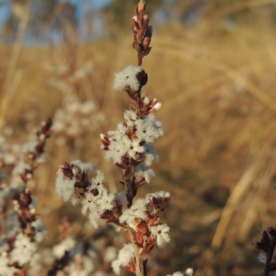 Styphelia attenuata (Small-leaved Beard Heath) at Tuggeranong, ACT - 7 Aug 2023 by MichaelBedingfield