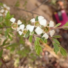 Gaudium trinervium (Paperbark Teatree) at Meryla, NSW - 14 Nov 2023 by plants