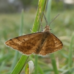 Scopula rubraria (Reddish Wave, Plantain Moth) at QPRC LGA - 14 Nov 2023 by arjay