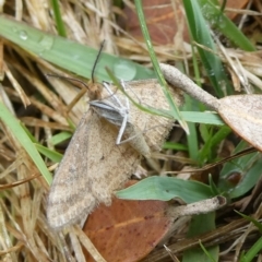 Scopula rubraria at QPRC LGA - 15 Nov 2023