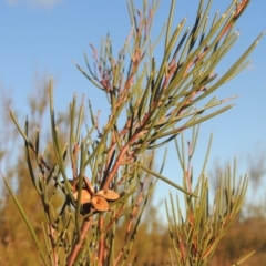 Hakea microcarpa (Small-fruit Hakea) at Pine Island to Point Hut - 7 Aug 2023 by michaelb
