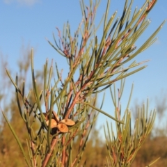 Hakea microcarpa (Small-fruit Hakea) at Tuggeranong, ACT - 7 Aug 2023 by michaelb