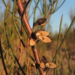 Hakea microcarpa at Pine Island to Point Hut - 7 Aug 2023