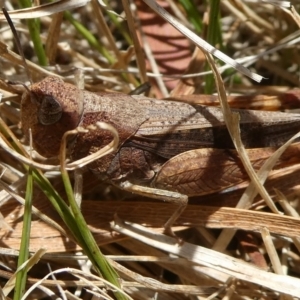 Cryptobothrus chrysophorus at QPRC LGA - suppressed