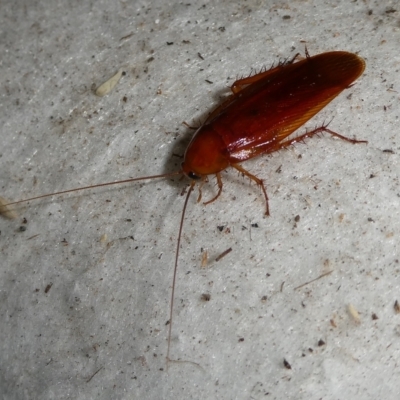 Neotemnopteryx sp. (genus) (Cockroach) at Mongarlowe River - 12 Nov 2023 by arjay