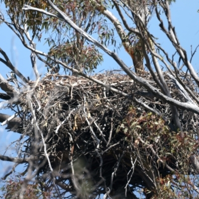 Haliaeetus leucogaster (White-bellied Sea-Eagle) at Yarrow, NSW - 13 Nov 2023 by jb2602