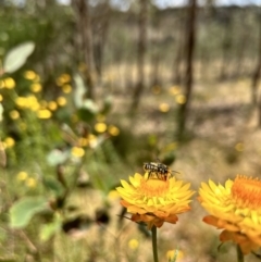 Megachile (Eutricharaea) maculariformis (Gold-tipped leafcutter bee) at Jacka, ACT - 15 Nov 2023 by leith7