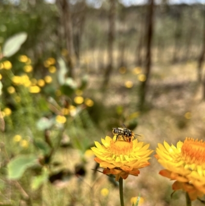 Megachile (Eutricharaea) maculariformis (Gold-tipped leafcutter bee) at Jacka, ACT - 15 Nov 2023 by leith7