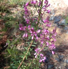 Comesperma ericinum (Heath Milkwort) at Meryla, NSW - 14 Nov 2023 by plants