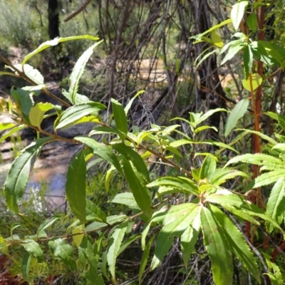 Prostanthera lasianthos (Victorian Christmas Bush) at Meryla, NSW - 13 Nov 2023 by plants