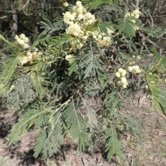 Acacia mearnsii (Black Wattle) at Fitzroy Falls, NSW - 13 Nov 2023 by plants