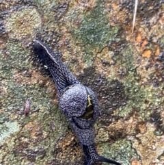 Helicarion cuvieri (A Semi-slug) at Tidbinbilla Nature Reserve - 5 Nov 2023 by irayner