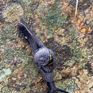 Helicarion cuvieri at Tidbinbilla Nature Reserve - 5 Nov 2023 12:08 PM