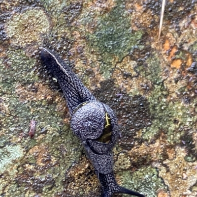 Helicarion cuvieri (A Semi-slug) at Paddys River, ACT - 5 Nov 2023 by irayner