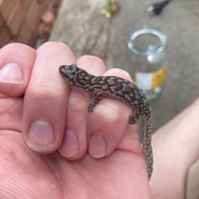 Christinus marmoratus (Southern Marbled Gecko) at Lyons, ACT - 8 Nov 2023 by John.Butcher