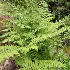 Diplazium australe (Austral Lady Fern) at Mittagong, NSW - 14 Nov 2023 by plants